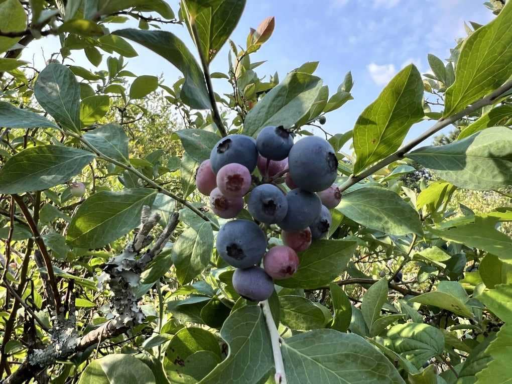 cluster of blueberries on the bush