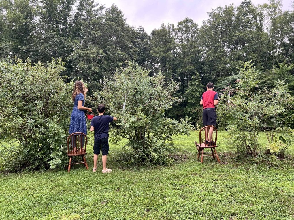 3 siblings picking blueberries