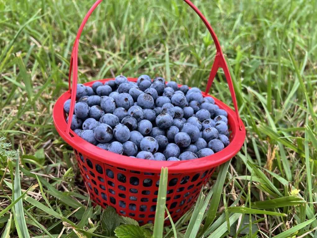 small basket of blueberries