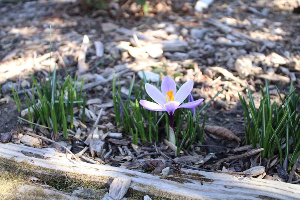 one spring perennial flower blooming in a flower bed
