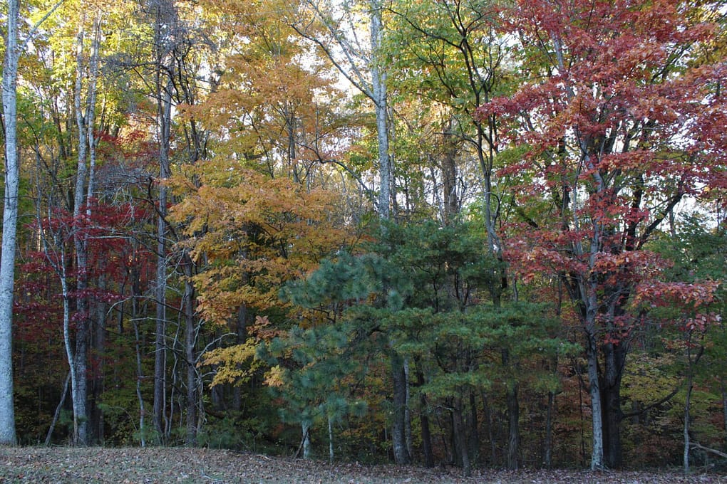 yellow poplar trees in the woods in fall