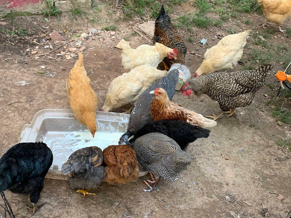 chicks eating yogurt out of a container