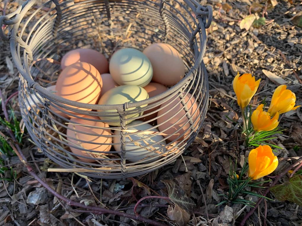 basket of egg next to yellow crocuses