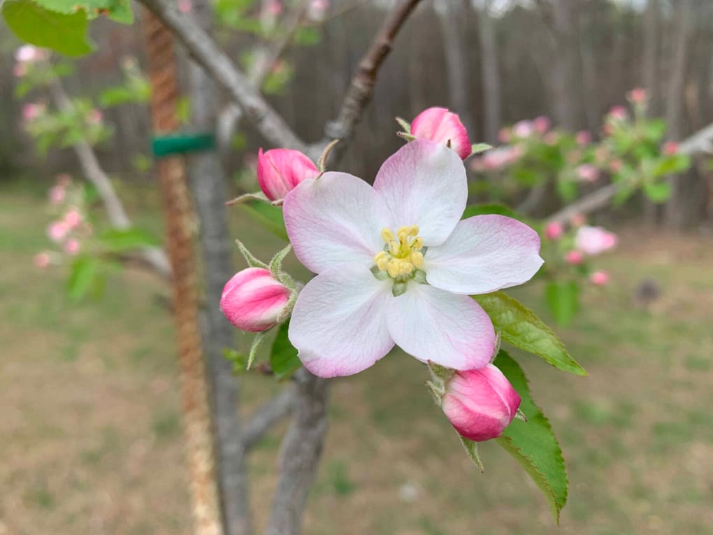 apple blossom close up