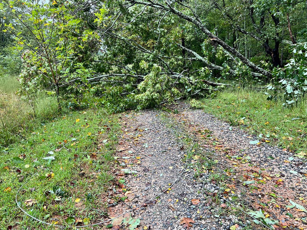 tree down across the gravel driveway