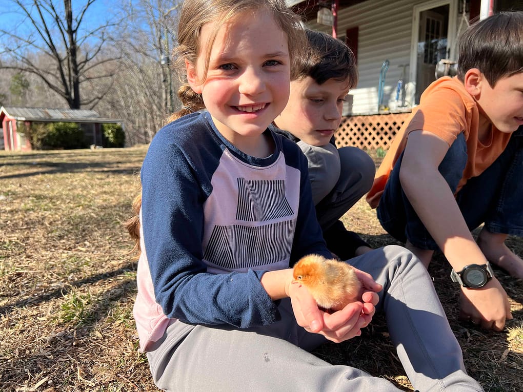 7 year old holding a chick