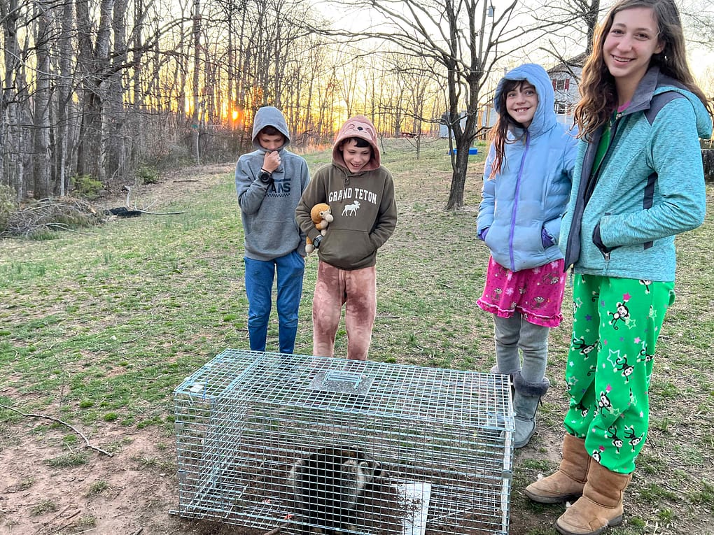 kids looking at the raccoon they caught