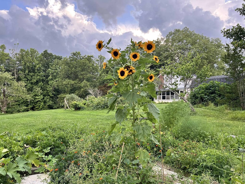 sunflowers growing in the garden with clouds in the sky
