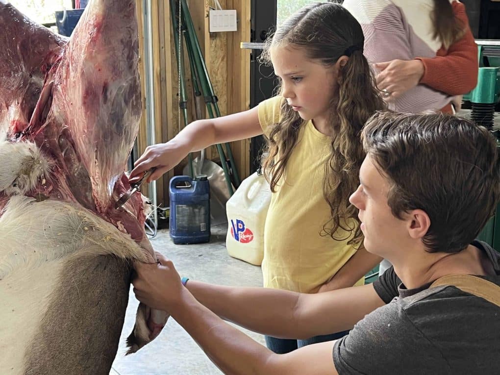 skinning a deer