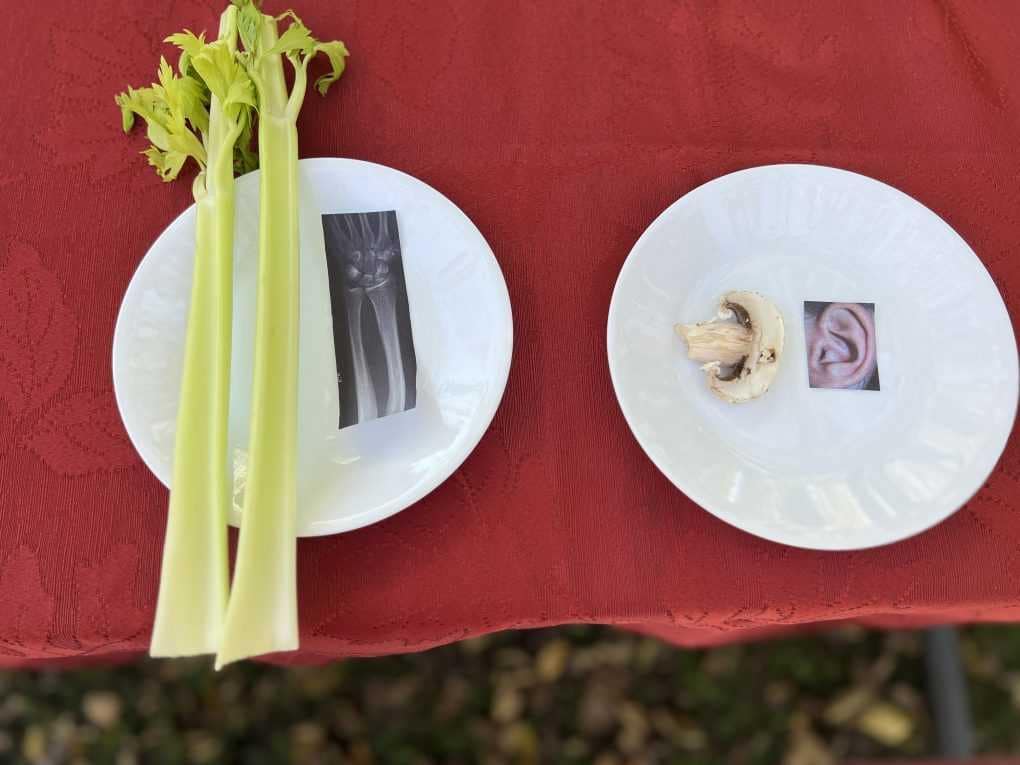 foods that look like body parts they support