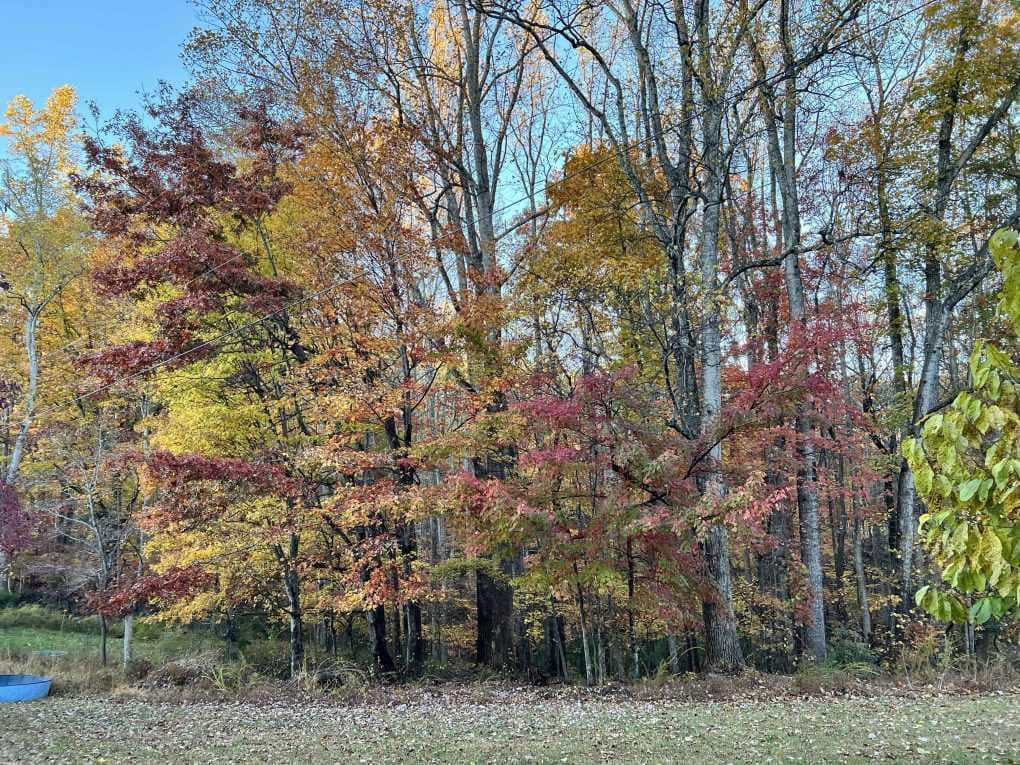woods in fall