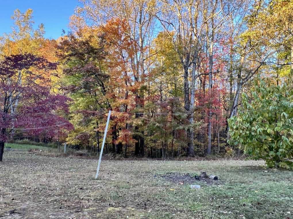 woods in fall
