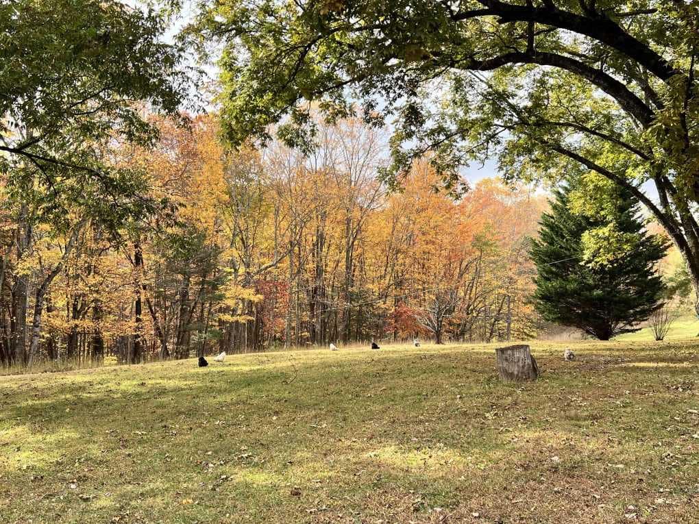 beautiful yard in fall