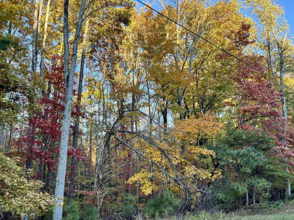 woods in fall