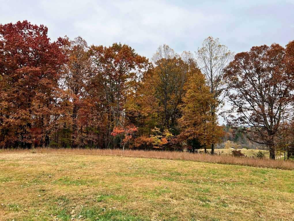 woods in fall