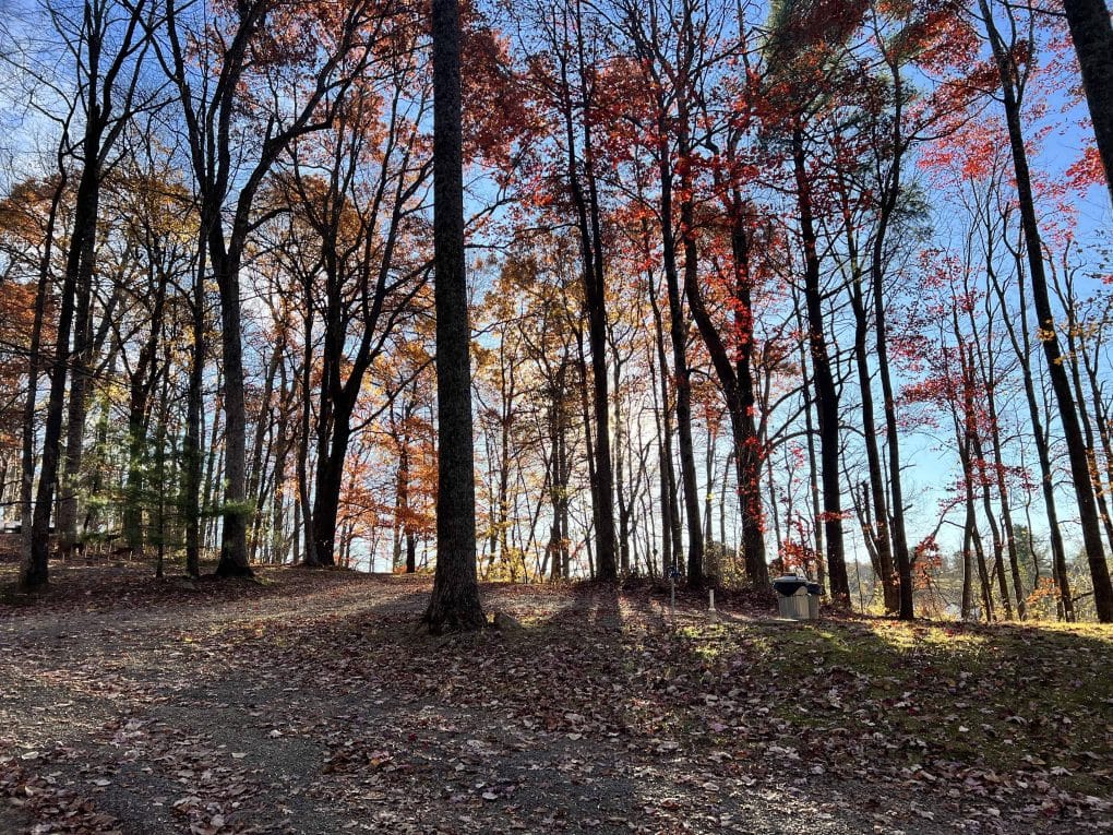 woods at a campground