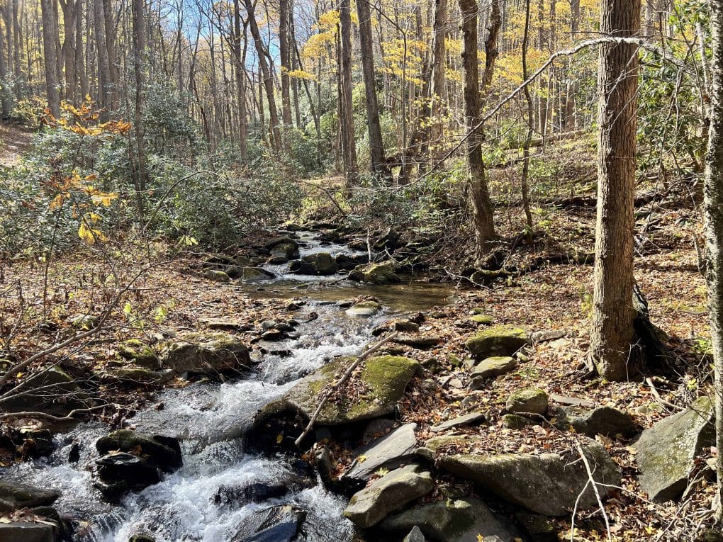 woods and creek in late fall