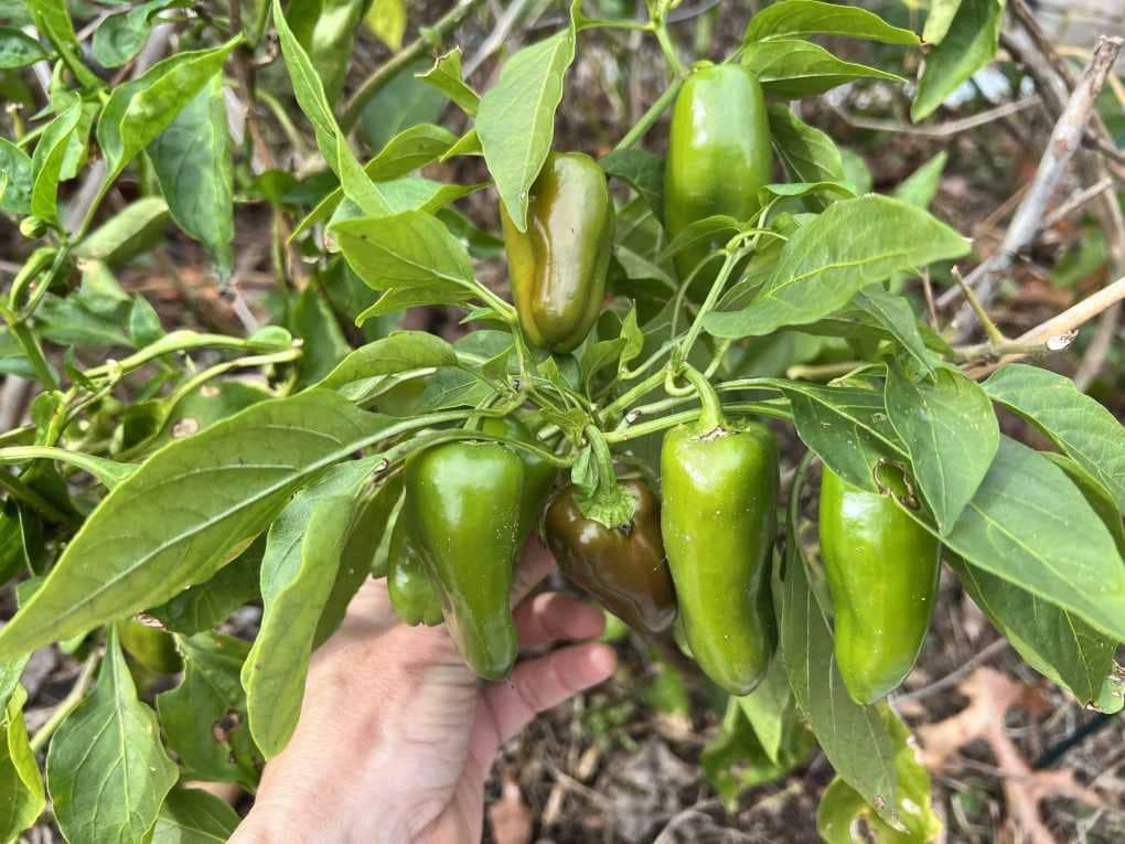 pepper plant with peppers