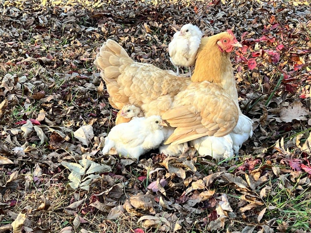 hen with chicks