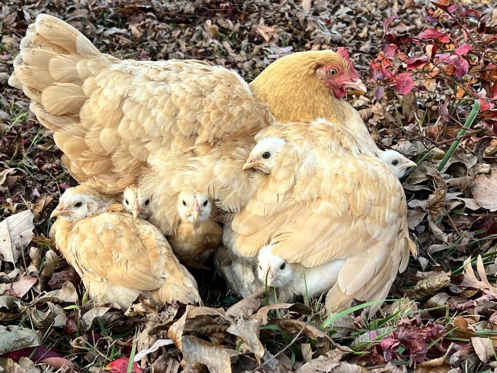 hen with chicks under her wings
