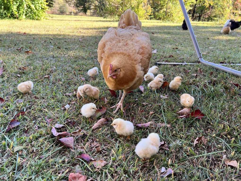 hen with chicks