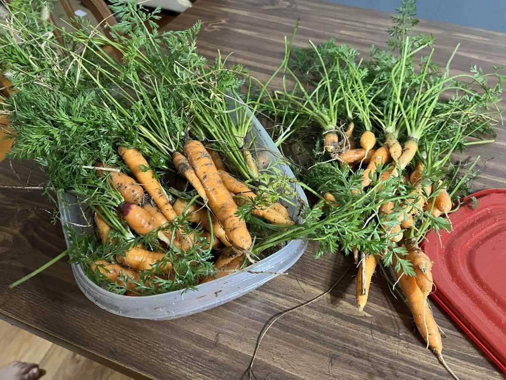 fresh pulled carrots