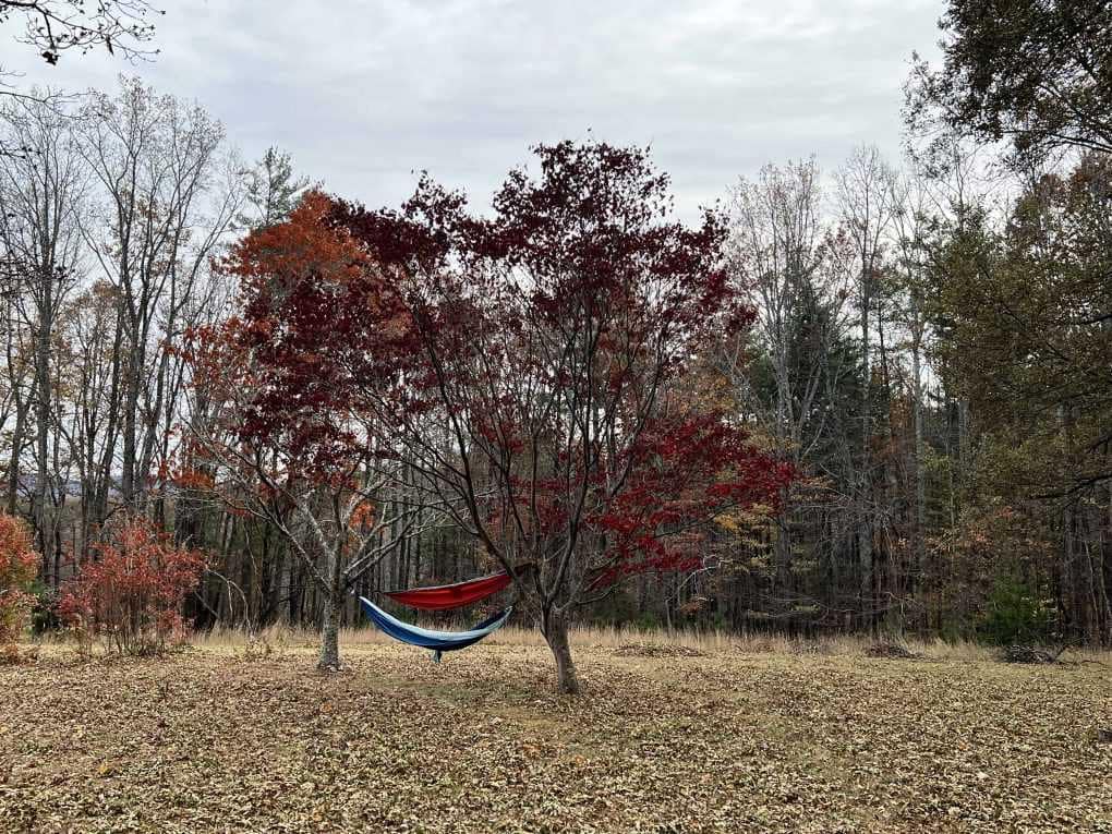Japanese cherry tree after turning red