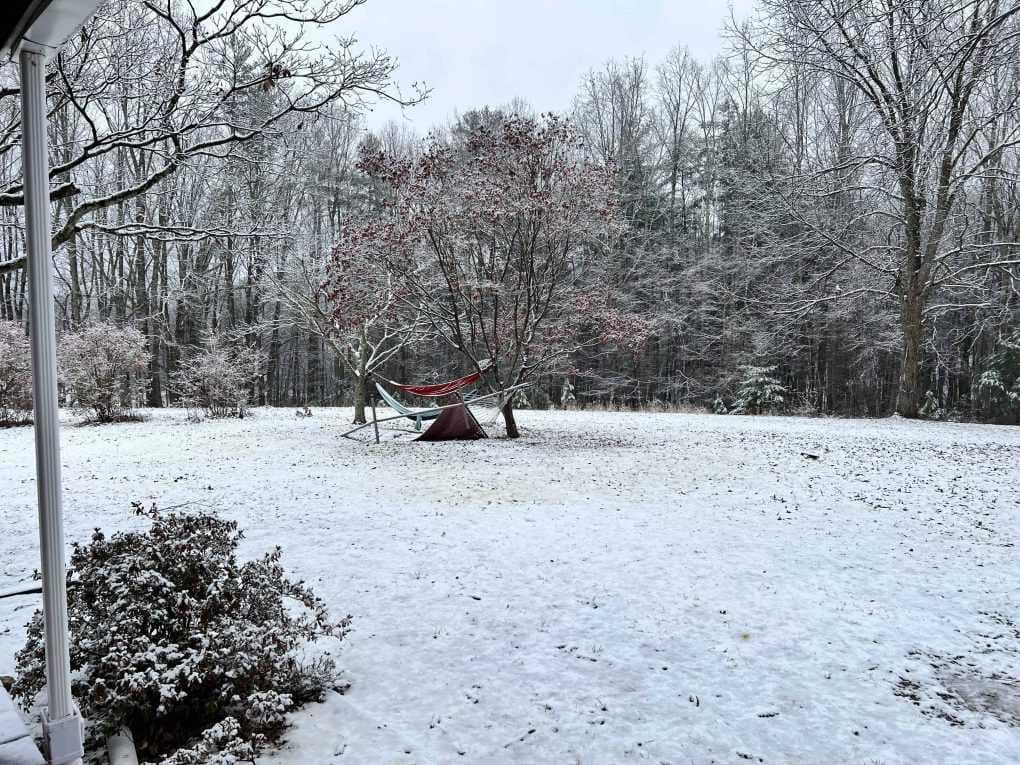 snow on a Japanese maple tree