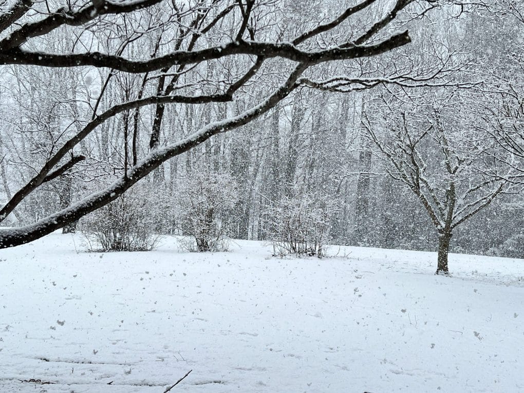 snowing heavily on blueberry bushes