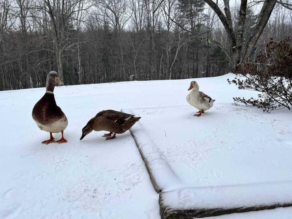 ducks playing in sleet
