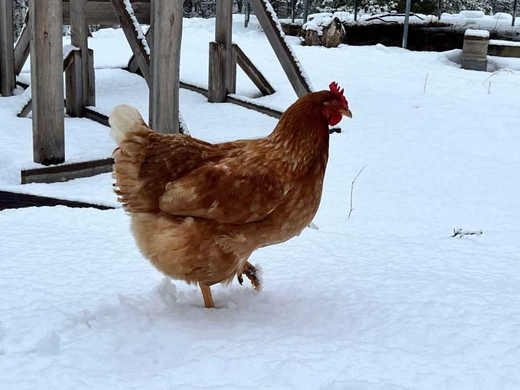 hen walking in the snow