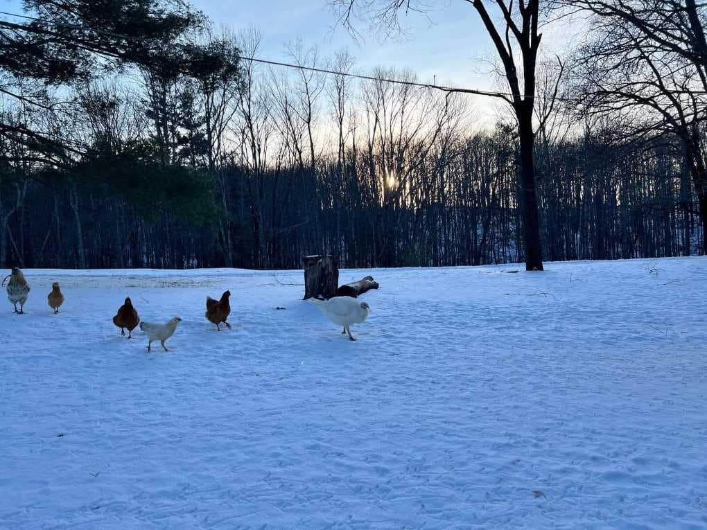 chickens on the snow at sunset
