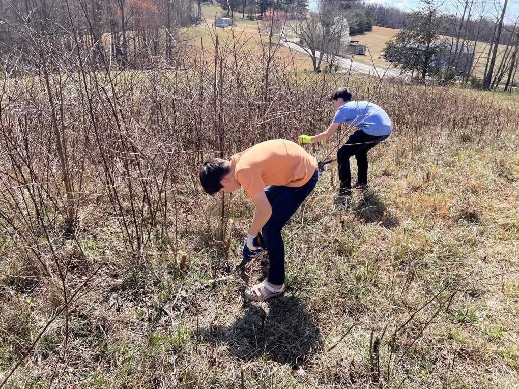 two boys hack down old blackberry bushes