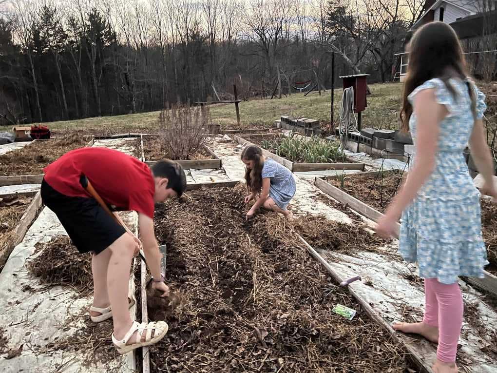 kids planting peas in the garden
