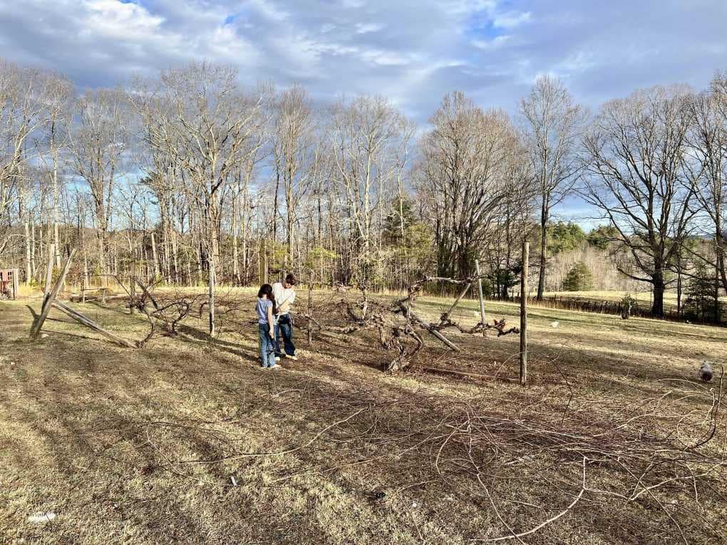 beautiful sky with people pruning grapes in winter
