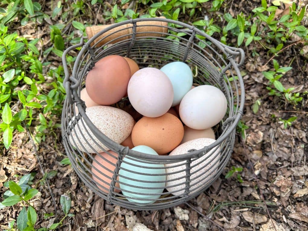 basket of colorful eggs just collected from free range chickens