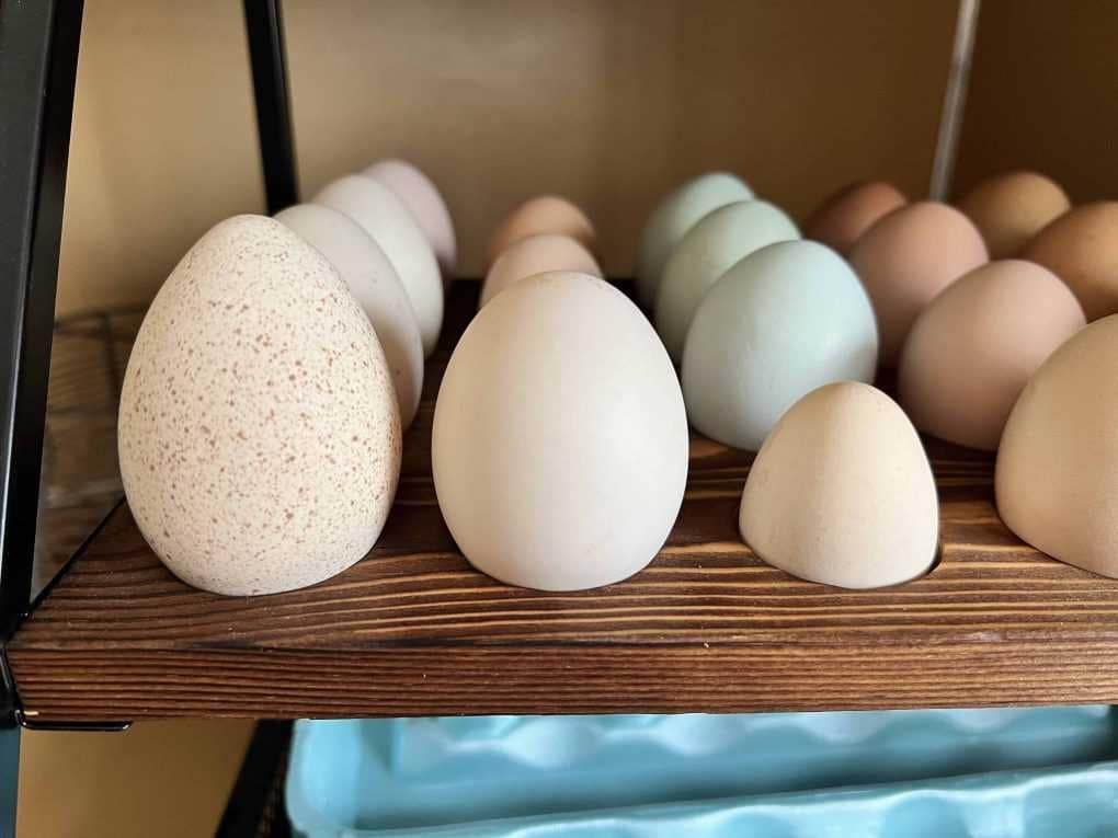 turkey egg, duck egg, Cochin egg