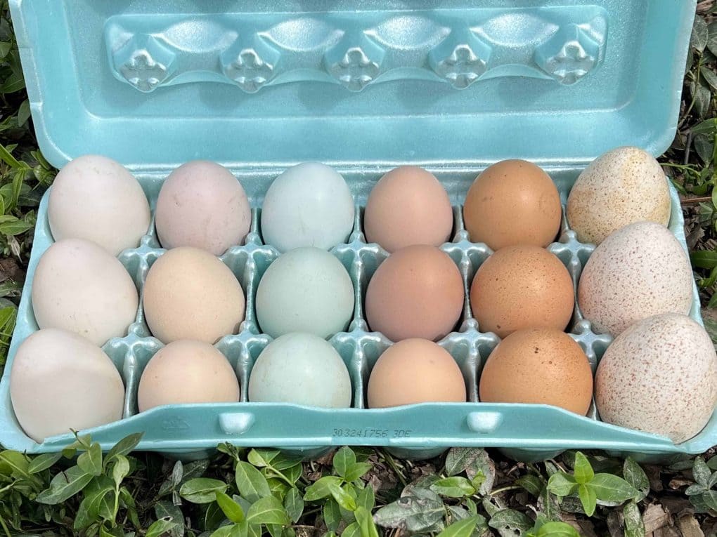 colorful eggs in egg carton