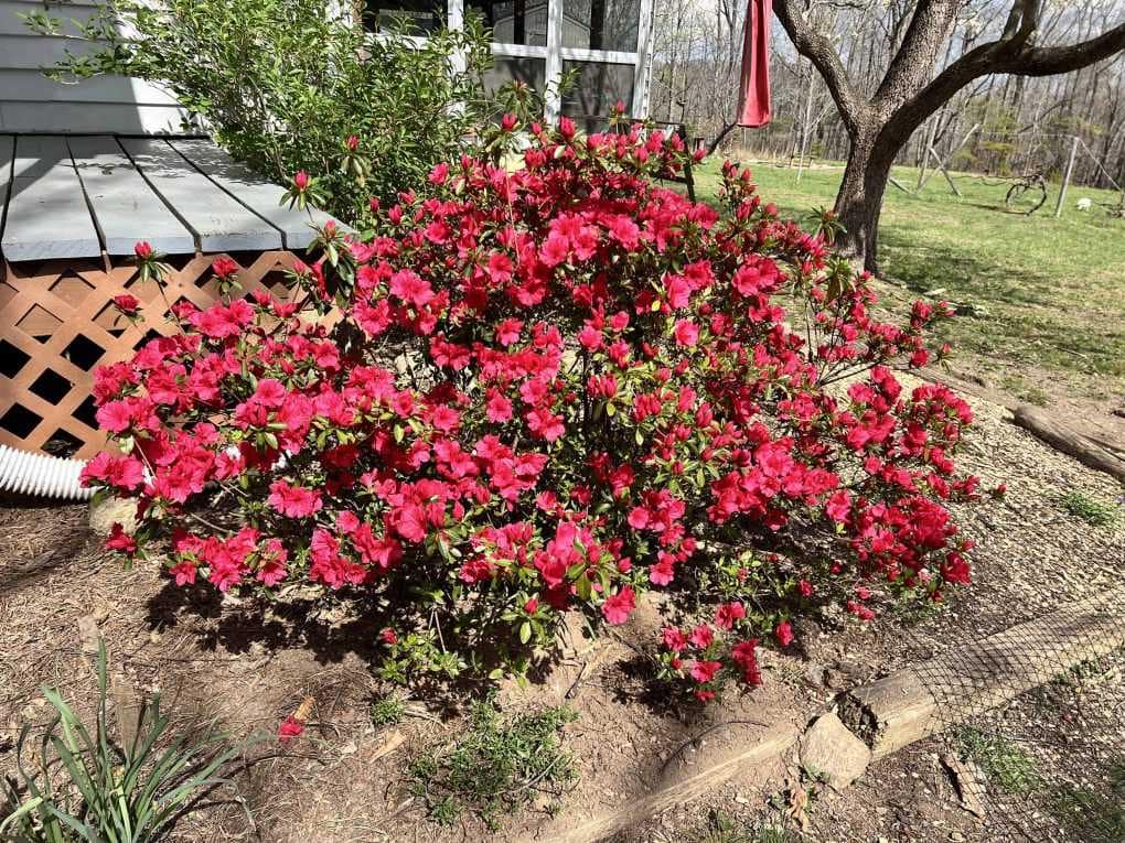 azalea blooming