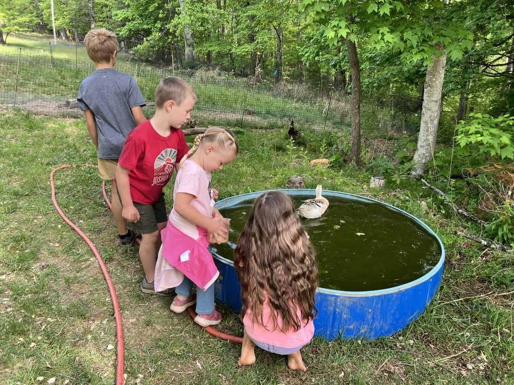 four children playing with ducks