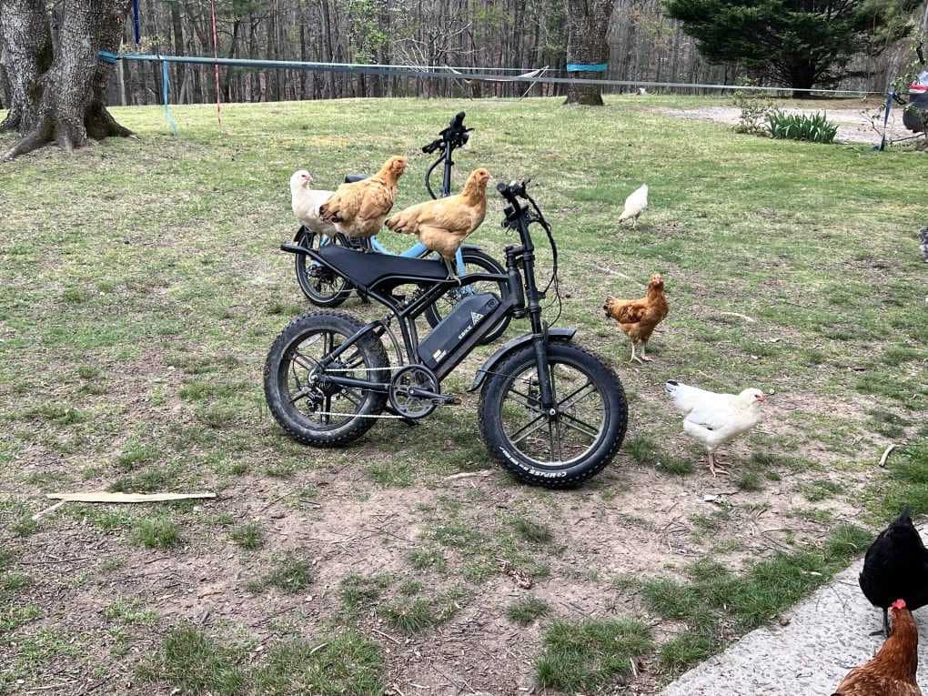 chickens on ebike