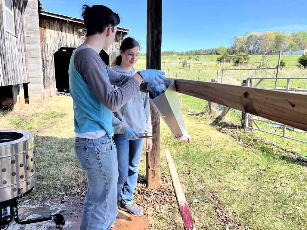 killing chickens