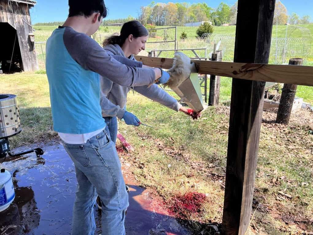 killing chickens