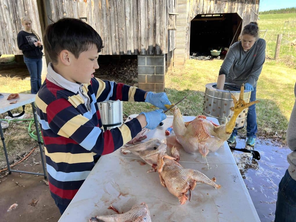 processing chickens
