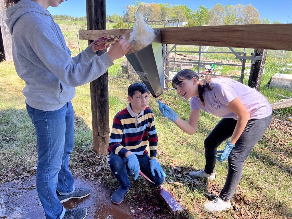 killing chickens
