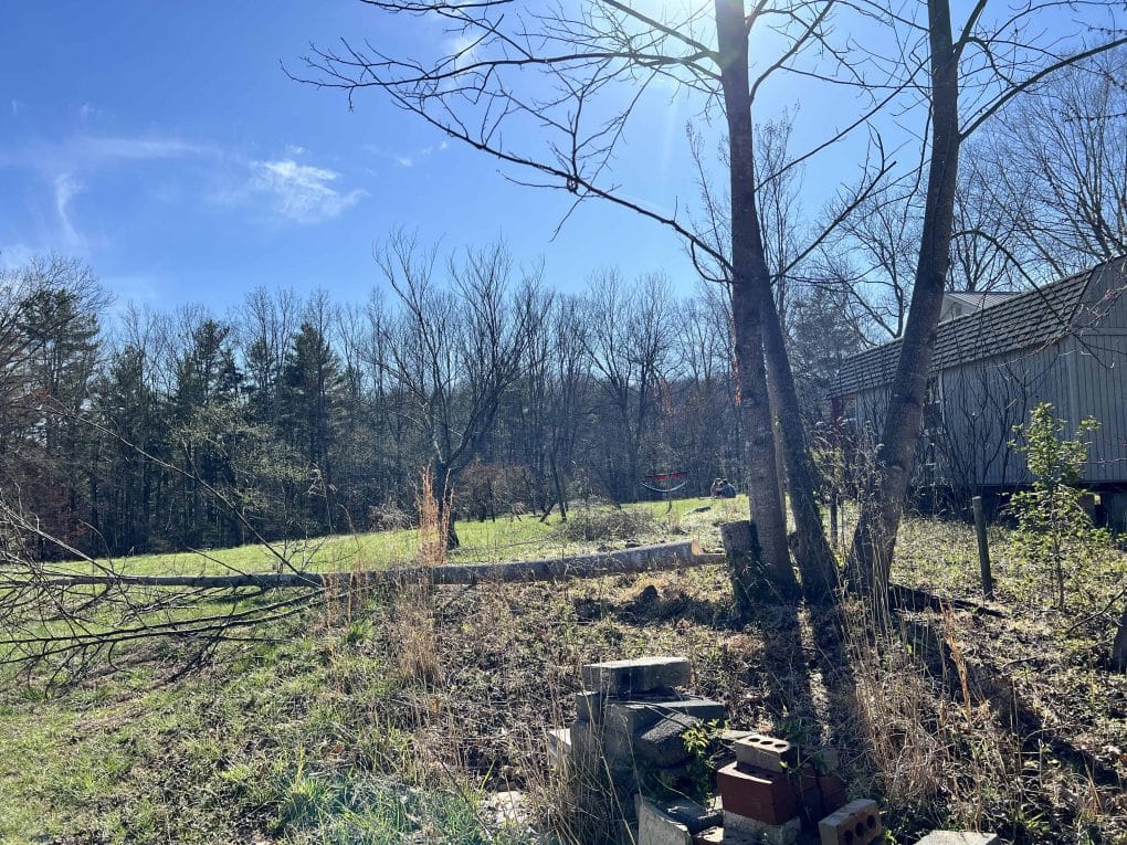 yard with a few trees