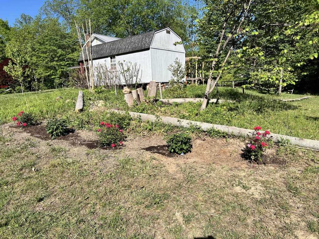 5 new shrubs planted