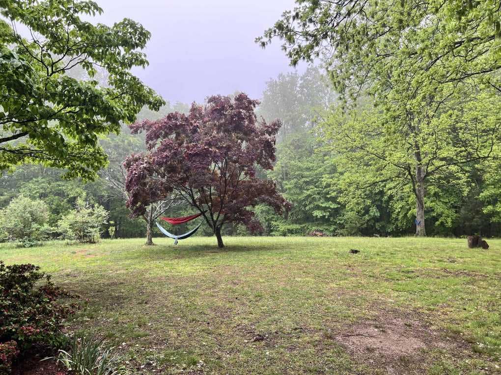 country yard with Japanese maple in spring
