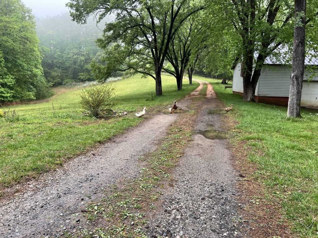 driveway, fog and ducks
