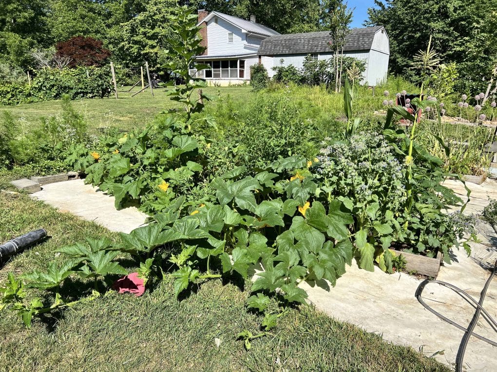 garden with pumpkins growing